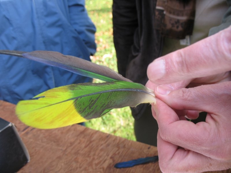 PLUMES DE PERROQUETS !